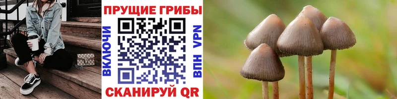 Купить закладки  Зуевка  Псилоцибиновые грибы мицелий 